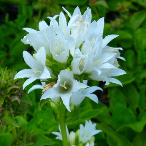 Campanula glomerata Alba - Hardy Perennial with Bell-Shaped White Flowers for Borders and Bouquets – 2X 1 Litre Potted Plant by Thompson & Morgan