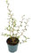 Fangblatt - Sophora prostata 'Little Baby' - exotischer Schnurbaum - Trendgewächs ca. 40 cm hoch - exotische Zimmerpflanze