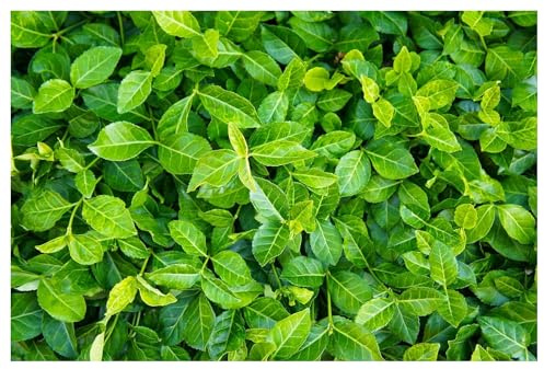 Stauden Gänge 10 x Euonymus fortunei 'Coloratus' Purpur winterhart | Purpurner Bodendecker für Sonne bis Schatten, Blüte Mai bis Juni, mehrjährig, 9x9 cm Topf
