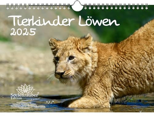 Tierkinder Löwen DIN A4 Kalender für 2025 Löwenbabys - Seelenzauber