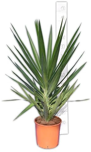 Planta de Yuca (Yucca Elegans) - Árbol de Exterior - Mide Más de 100cm de Altura