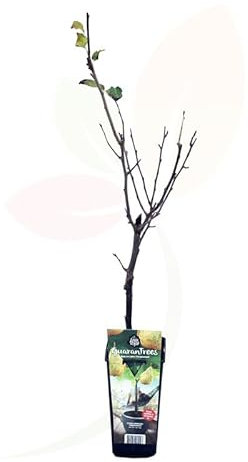 Árbol Peral Natural Cultiva tus Propias Peras en Casa