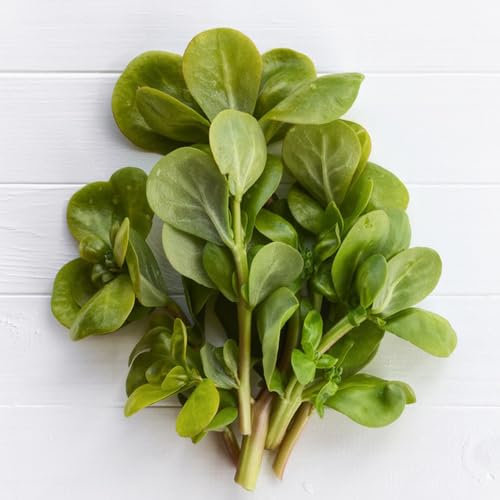 100 Pcs Portulak Samen - Portulaca Oleracea - Wintergemüse Pflanzen Kaufen Portulak Pflanze Samen, Winterharte Kübelpflanzen, Gemüse Samen Gemüsesamen & -Pflanzen Bio Saatgut, Pflanzen