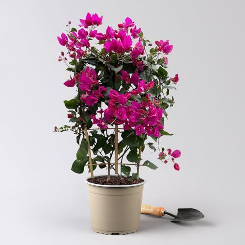 Bougainvillea'Renate', lila, Spalier, Topf-Ø 21 cm, Höhe ca. 70 cm