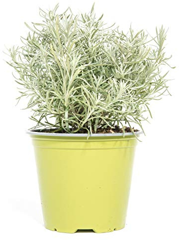 mgc24 Erba currica vera, piante fresche in vaso da 14 cm, Helichrysum italicum, altezza ca. 10 cm