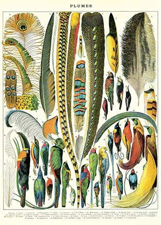 Cavallini & Co - Vintage Poster/Schulplakat - Gefieder
