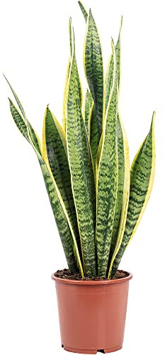Sansevieria trifasciata Laurentii - Planta de interior de fácil cuidado - Altura aprox. 65 cm, diámetro de la maceta 17 cm