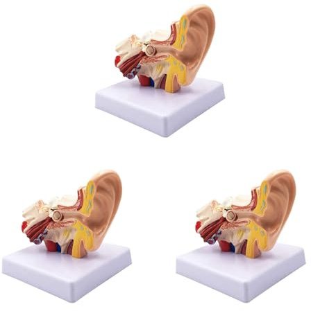 Kznifmk 3pcs 1.5X Human Ear Anatomy Model - Professional Desktop Inner Ear Structure Simulation Model for Education