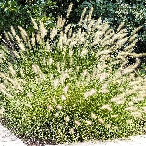Pennisetum Hameln Chinese Fountain Grass Plant - Garden Plants Outdoor Garden Ready - Flowering Outdoor Perennial in Plant Pot (9cm Pot, 15-30cm)