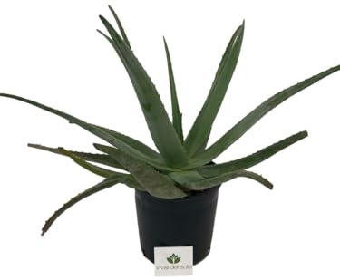 Aloe vera, Aloe Barbadensis, Pianta grassa, Pianta ornamentale da esterno prodotta da Vivai del Sole vaso diametro cm 24