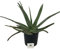 Aloe vera, Aloe Barbadensis, Pianta grassa, Pianta ornamentale da esterno prodotta da Vivai del Sole vaso diametro cm 24