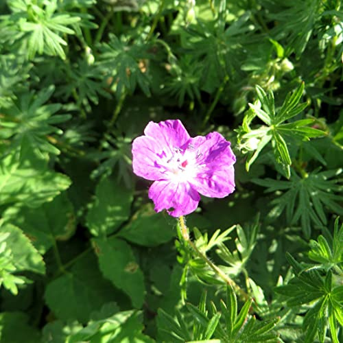 6 x Geranium Macrorrhizum 'Bevan's Variety' - Garten-Storchschnabel Bevan's Variety Topf 9x9cm
