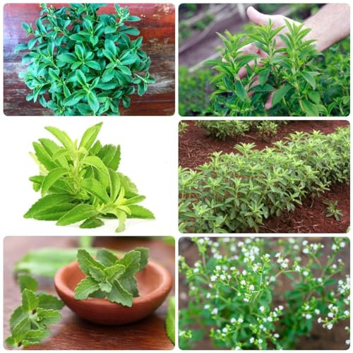 400 Pcs Stevia Samen Bio - Seltene Pflanzen, Gemüse Samen, Grünpflanzen (Stevia Rebaudiana) Balkon Gemüse, Kräutergarten Indoor Heilkräuter Samen, Gemüsesamen Balkon Kräuter, Gemüsesamen