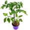 Tomatenpflanze veredelte Ochsenherz Tomate Lycopersicon esculentum 3er Set
