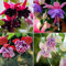 Generic Semillas de Fuchsia Hybrida, 200 Unids/bolsa Semillas de Fuchsia Hybrida Natural Lleno de vitalidad Cálido Prefiere Semillas de Fuchsia Hybrida productivas para Bonsai Semillas Fucsia Híb