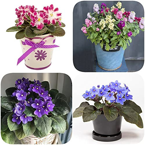 Acquista pianta di violetta africana,semi di Levkoje Matthiola incana,serie di piante rare,miscela di fiori insoliti tetto verde letto rialzato fiori fiore 350 Pezzi