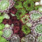 Frisch 1000 Samen - Sempervivum Hybridum Bodendecker Seeds