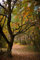 Fabulous Poster Affiche Forêt D'Automne Chêne Paysage Nature Sauvage Végétaux