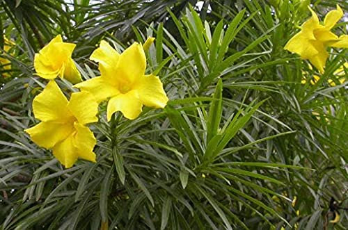 Genipap 5pcs semillas de flor de adelfa amarilla Thevetia neriifolia