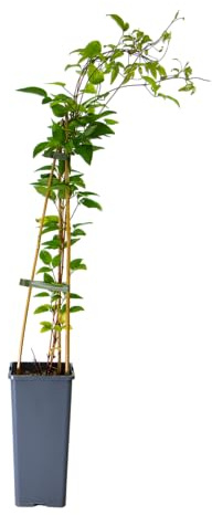 mgc24 Kletterpflanze Clematis Multi Blue Gefüllte-Waldrebe im 2l-Container 3 Pflanzen