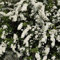 Spiraea Japonica Samen(Spiraea Salicifolia),Blumensamen Sträucher,Blumen Deko Winterharte Pflanzen Exotische Pflanzen Bonsai Bodendecker Samen - 100 Stück(Weiß)