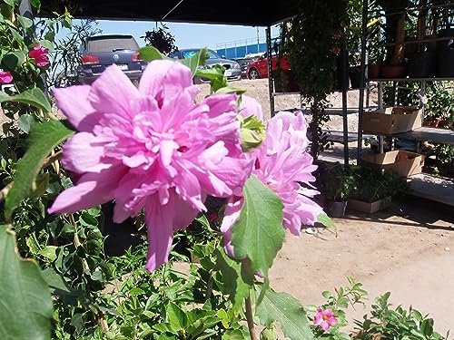 Straucheibisch/Hibiskus - Hibiscus syriacus - eine Pflanze