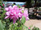 Straucheibisch/Hibiskus - Hibiscus syriacus - eine Pflanze