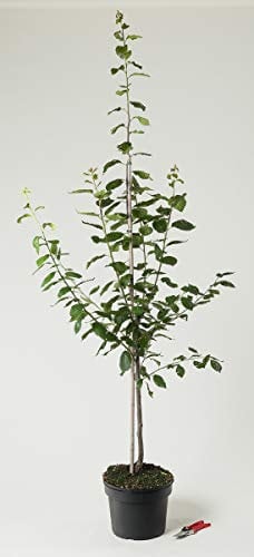 Pflaume Hanita - Prunus domestica Hanita 120-160 cm hoch - Garten von Ehren