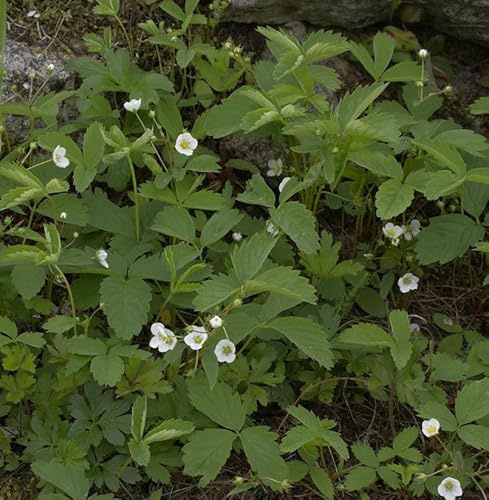 Walderdbeere Rügen - Fragaria vesca - lebende Gartenpflanze aus den Baumschulen