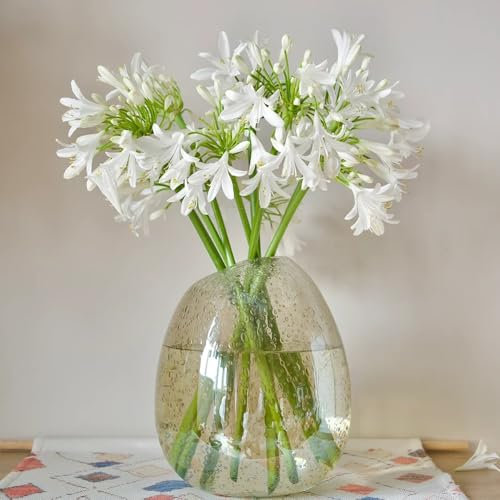 Semillas de plantas de agapanthus - lirio africano - Semillas de flores perennes resistentes, plantas de balcón resistentes, Semillas de plantas de lirio africano, semillas de flores 50pcs