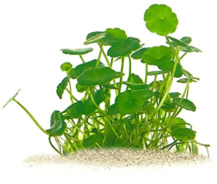 Hydrocotyle verticillata - Amerikanischer Wassernabel in vitro XL - 8,5cm Bechergröße - Vordergrund Wasserpflanzen für Aquarien