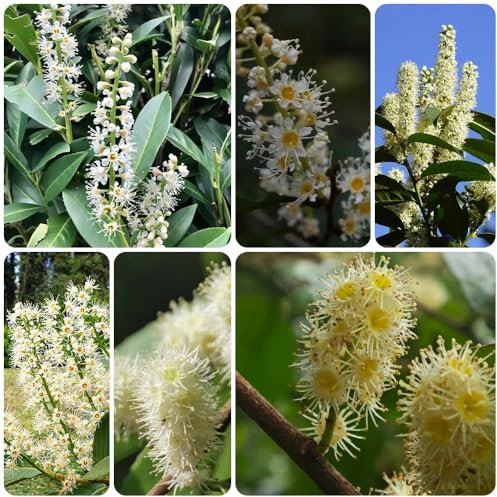 Comprar Semillas de Laurel Cerezo, Arbustos en flor resistentes Prunus laurocerasus, semillas de laurel cerezo Plantas de balcón resistentes Plantas para exterior resistentes al 20pcs