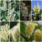 Comprar Semillas de Laurel Cerezo, Arbustos en flor resistentes Prunus laurocerasus, semillas de laurel cerezo Plantas de balcón resistentes Plantas para exterior resistentes al 20pcs