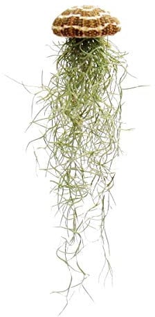 Exotenherz - Modernes Tillandsien Arrangment - Tillandsie auf Seeigel - groß Tillandsia usneoides