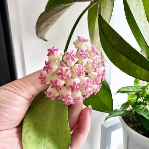Hoya Pflanze Samen、 Wachsblume、Porzellanblume、 ausgefallene geschenke、gartendeko für draußen zimmerpflanzen、büro deko kletterpflanzen、pflanztöpfe luftreinigende zimmerpflanzen、balkon 100pcs