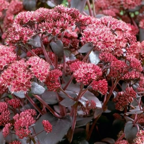 Sedum Emperors Wave Seeds suculentas (Sedum telephium) 50 + Semillas