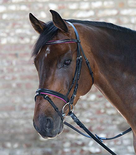 Equipride Star Diamond Zaumzeug in 5 tollen Farben Mini-Bettland