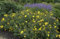Großblumiges Johanniskraut 'Hidcote' Hypericum im Topf gewachsen ca. 30-40cm