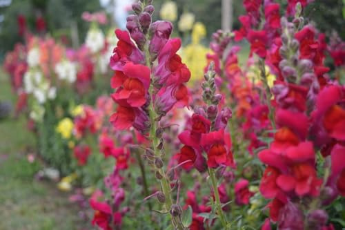 Hohes Löwenmäulchen Rot, Antirrhinum,Höhe: ca. 80 cm