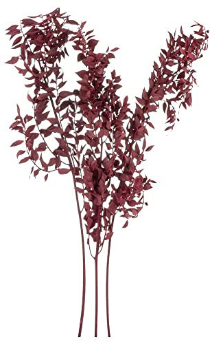 matches21 Ruscus Mäusedorn Trockenblume Boho Trockenpflanze Pflanze Naturdeko getrocknet Natur 1 STK 70 cm Bordeaux