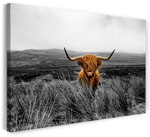 Printistico Leinwandbild (120x80cm) Schottisches Hochlandrind, Fotografie - Landschaft, Tier, braune Kuh, echter Holz-Keilrahmen inkl. Aufhänger, handgefertigt in Deutschland