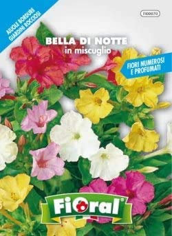 Sementi da fiore di qualità in bustina per uso amatoriale (BELLA DI NOTTE IN MISCUGLIO)