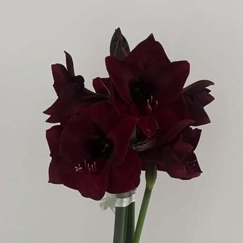 2 pcs Amaryllis Zwiebel Zimmerpflanze, blumenzwiebel stauden mehrjährig Hippeastrum, Amaryllis Zwiebeln, blumenzwiebeln kaufen blumenzwiebel balkonpflanzen frühling Balkon Blumen Geschenke