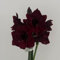 2 pcs Amaryllis Zwiebel Zimmerpflanze, blumenzwiebel stauden mehrjährig Hippeastrum, Amaryllis Zwiebeln, blumenzwiebeln kaufen blumenzwiebel balkonpflanzen frühling Balkon Blumen Geschenke