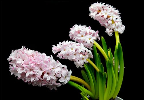 Rhizomes de jacinthe, magnifiques rhizomes de fleurs, rhizomes résistants à l'hiver, décoration d'intérieur, rustiques à l'hiver, 6 rhizomes C
