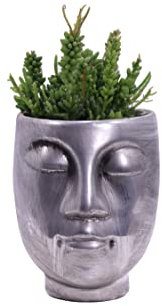 Pianta di Rhipsalis Head varietà mix composizione di Rhipsalis vaso decorativo vari colori pianta vera pianta ornamentale vaso ceramica composizione pianta succulenta venduta da eGarden.store (Silver)