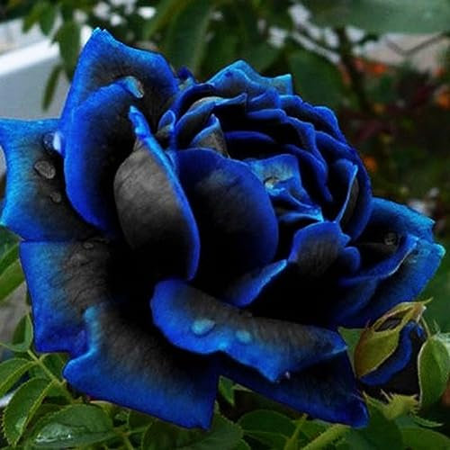 PERZOE 20 Unids Raras Semillas de Rosas Azules, Bloom Midnight Flower Plant Garden Bonsai Home Decor 20 Semillas de Rosas Azules.