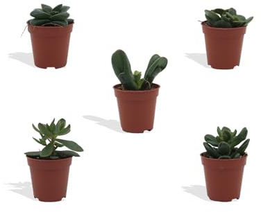 DutchLeafs Crassula Mix 5 Stück Verschiedene Mini-Sukkulenten - Topf 5,5 cm - Crassuloideae Dickblatt Sukkulent Kleine Pflanzen Sammlung Pflegeleichte Zimmerpflanzen - Höhe 8-15 cm