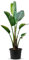 TropicTrees Strelitzia Augusta| Easy-Care Indoor Plant | Exotic Elegance with Remarkable Flowers and Low Maintenance Beauty | Genuine Strelitzia Patio Plant 140-160cm (220cm)