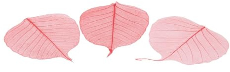 NaDeco Skelettblätter, in vielen Farben zur Auswahl, verpackt mit 200 Stück Skelett-Blätter Willowblätter getrocknete Blätter Dekoblätter Schleierblätter Scrapbooking Boho-Style, Farbe:Rot